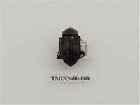 藏品(埋葬蟲)的圖片